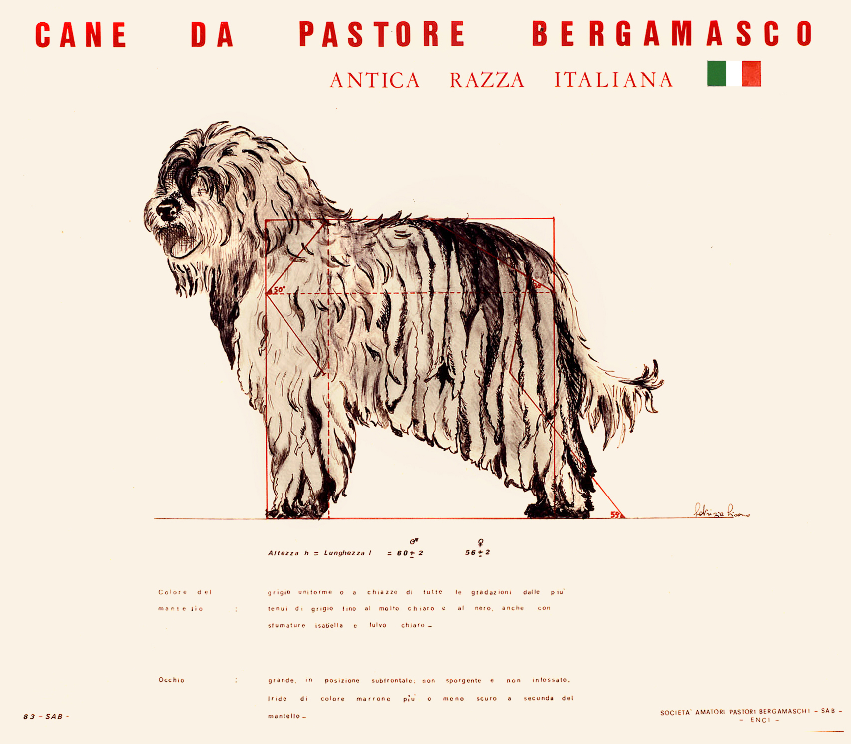 Locandina dello standard Pastore Bergamasco 