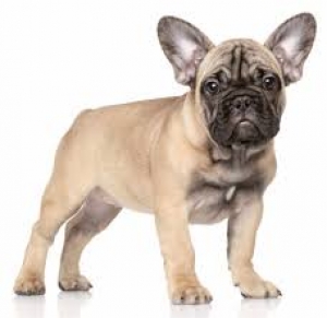 Il Bouledogue francese o bulldog francese. Le origini e lo standard