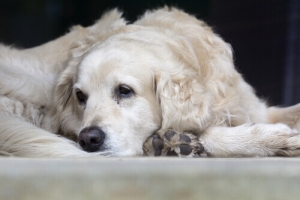 Il cane ed il morso di vipera: ecco cosa fare