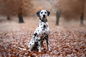 Cane Dalmata