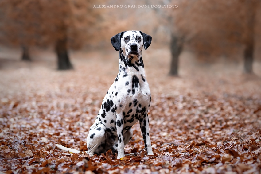 Le razze canine - Il Dalmata