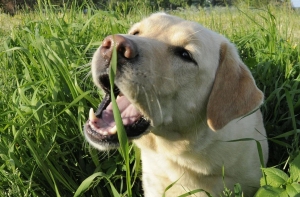 Perchè i cani mangiano l&#039;erba? Cani capra e prato rasato