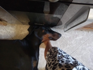 Vivere con un cucciolo di Dobermann: la porta era chiusa?? Il dubbio peggiore di tutti