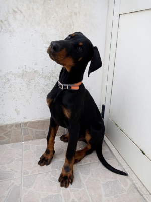 Vivere con un cucciolo di dobermann: vi presento Bowie