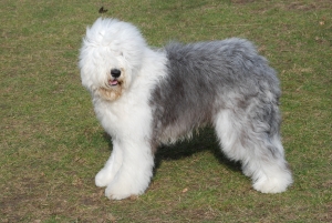 Le razze canine - L'Old English Sheepdog o Bobtail