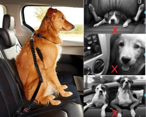 Cinture di sicurezza per cani - Cosa sapere prima dell'acquisto