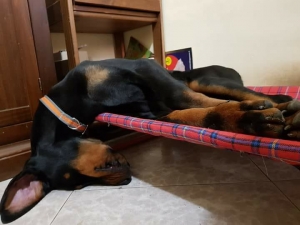 Vivere con un cucciolo di Dobermann: fogli bianchi