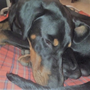 Vivere con un cucciolo di Dobermann: coincidenze e consapevolezze