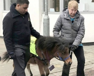 Non vedente ha paura dei cani, per lui un cavallo-guida. IL VIDEO