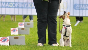 Sport cinofili: cos&#039;è la Rally Obedience?