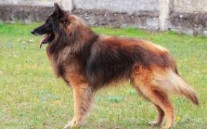 Cani da Pastore e Bovari - Gruppo 1