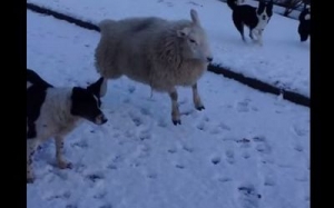 L&#039;agnello che crede di essere un cane. Il video