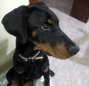 Vivere con un cucciolo di Dobermann: segugio o dobermann?!