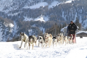 Sport Cinofili - Sleddog: cane da slitta