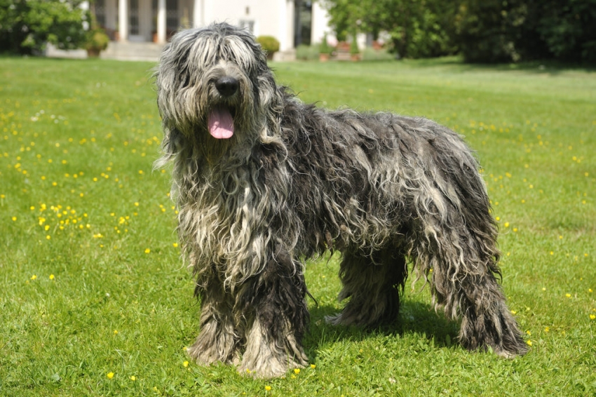 Le razze canine - Il Pastore Bergamasco